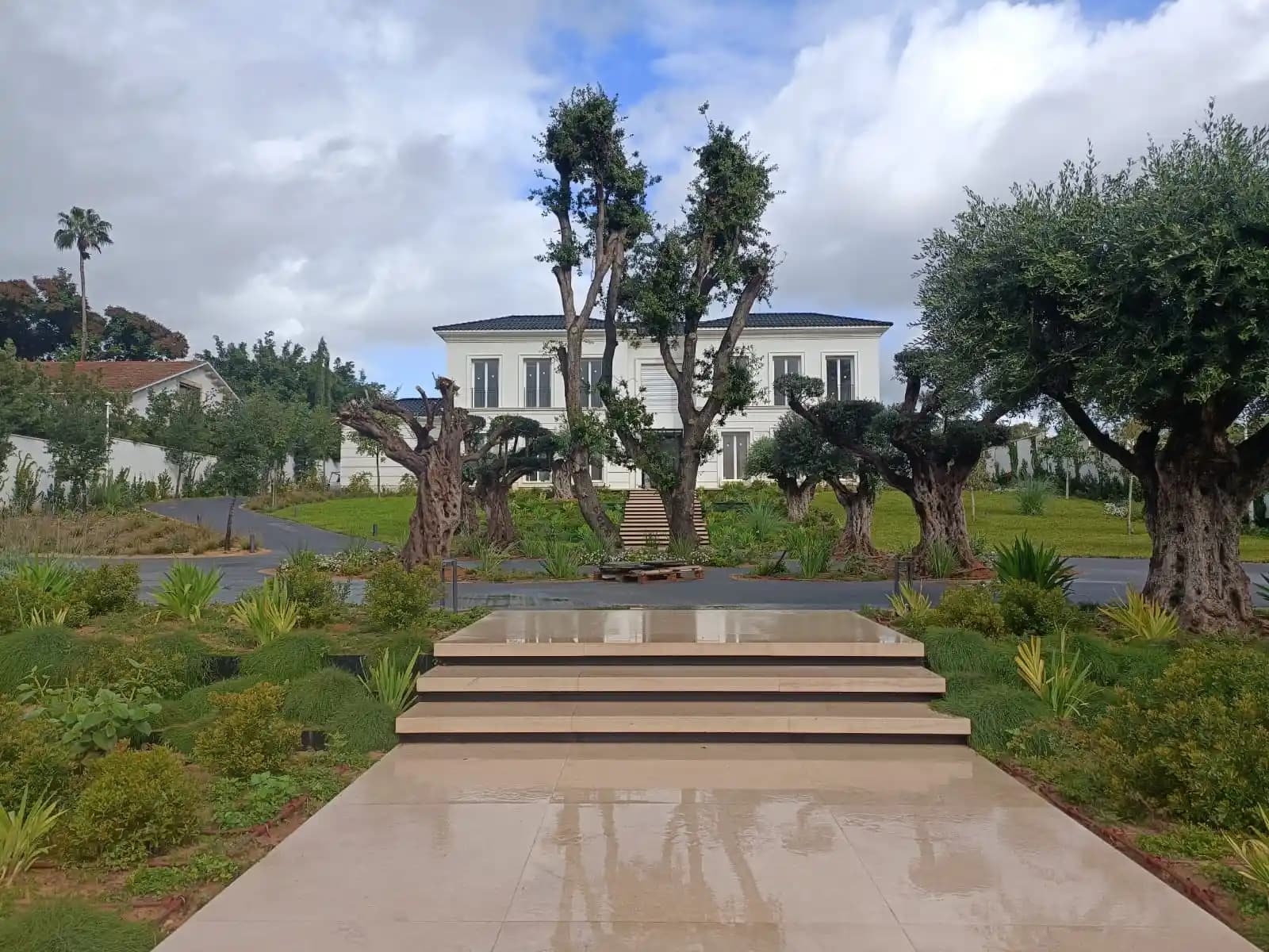 בית פרטי קלסי עם מדרכת אבן ועצי זית עתיקים בגינה